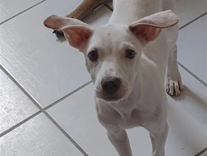 Cachorro raça SRD-ViraLata idade 7 a 11 meses nome branquinha 