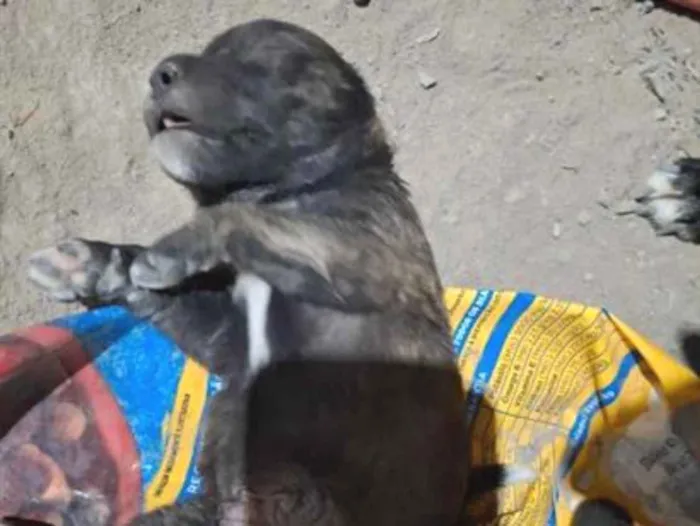 Cachorro raça Labrador idade Abaixo de 2 meses nome spak 