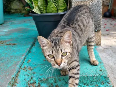 Gato raça SRD-ViraLata idade 2 a 6 meses nome Mia 