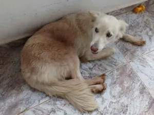 Cachorro raça Pastor Alemão idade 6 ou mais anos nome meg