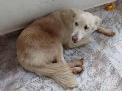 Cachorro raça Pastor Alemão idade 6 ou mais anos nome meg
