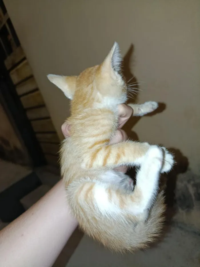 Gato raça SRD-ViraLata idade Abaixo de 2 meses nome lua