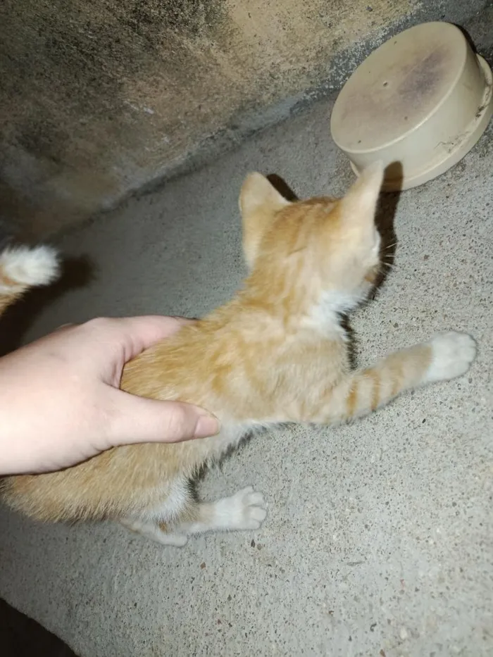 Gato raça SRD-ViraLata idade Abaixo de 2 meses nome lua
