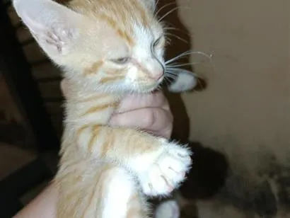 Gato raça SRD-ViraLata idade Abaixo de 2 meses nome lua