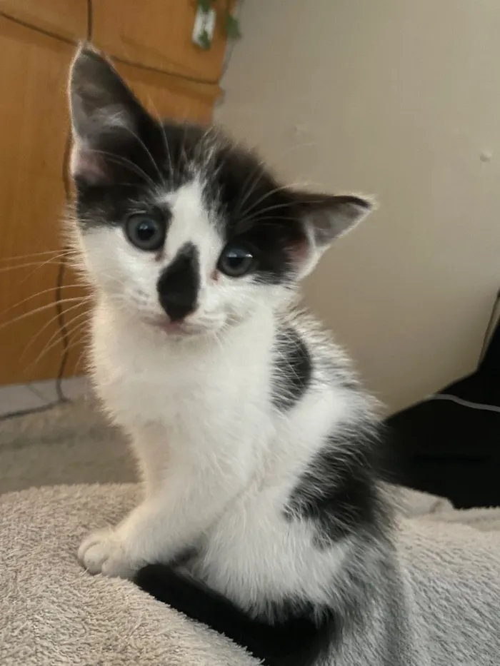 Gato raça SRD-ViraLata idade 2 a 6 meses nome Lua
