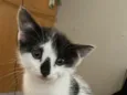 Lua