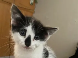 Gato raça SRD-ViraLata idade 2 a 6 meses nome Lua