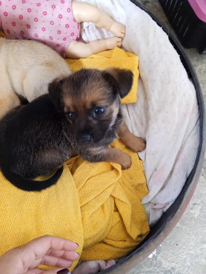 Cachorro raça SRD-ViraLata idade Abaixo de 2 meses nome caramelo e  chocolate