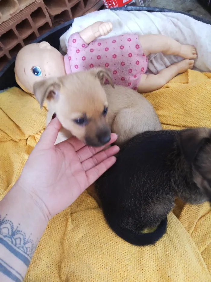 Cachorro raça SRD-ViraLata idade Abaixo de 2 meses nome caramelo e  chocolate