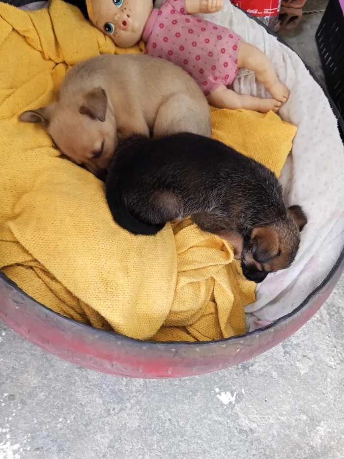 Cachorro raça SRD-ViraLata idade Abaixo de 2 meses nome caramelo e  chocolate