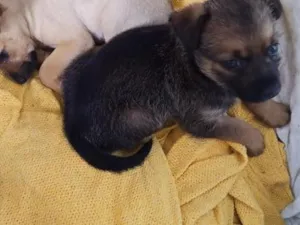 Cachorro raça SRD-ViraLata idade Abaixo de 2 meses nome caramelo e  chocolate