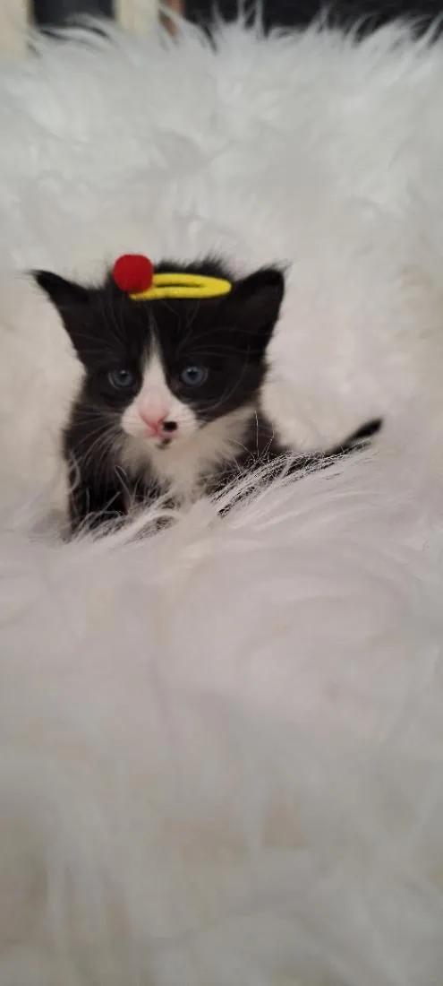 Gato raça SRD-ViraLata idade Abaixo de 2 meses nome Luna