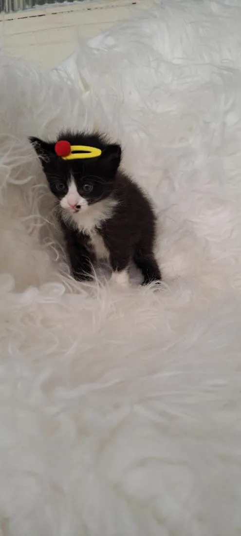 Gato raça SRD-ViraLata idade Abaixo de 2 meses nome Luna