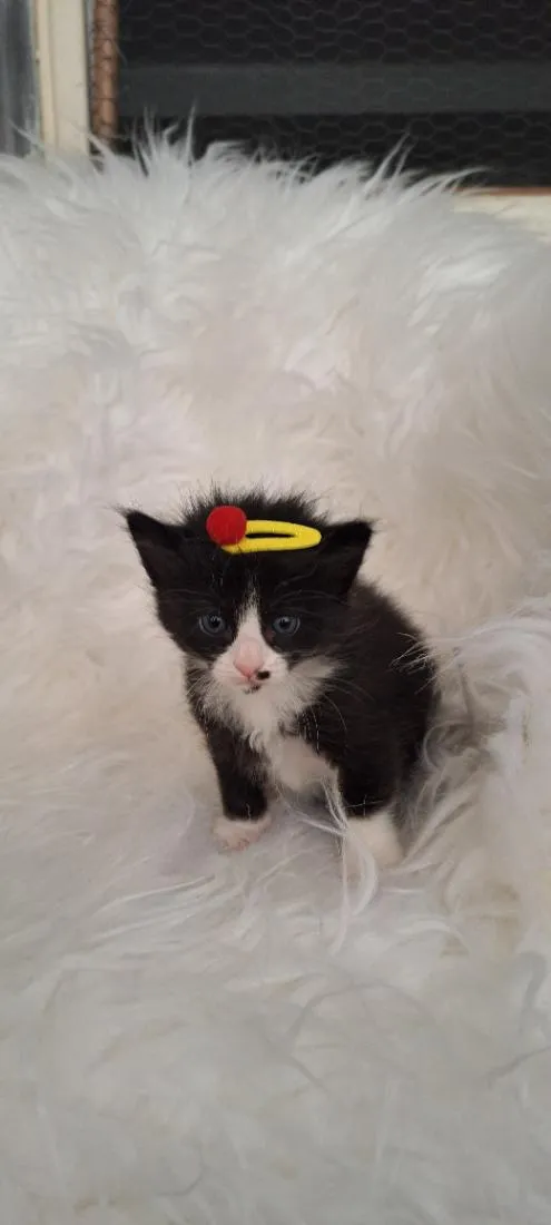 Gato raça SRD-ViraLata idade Abaixo de 2 meses nome Luna