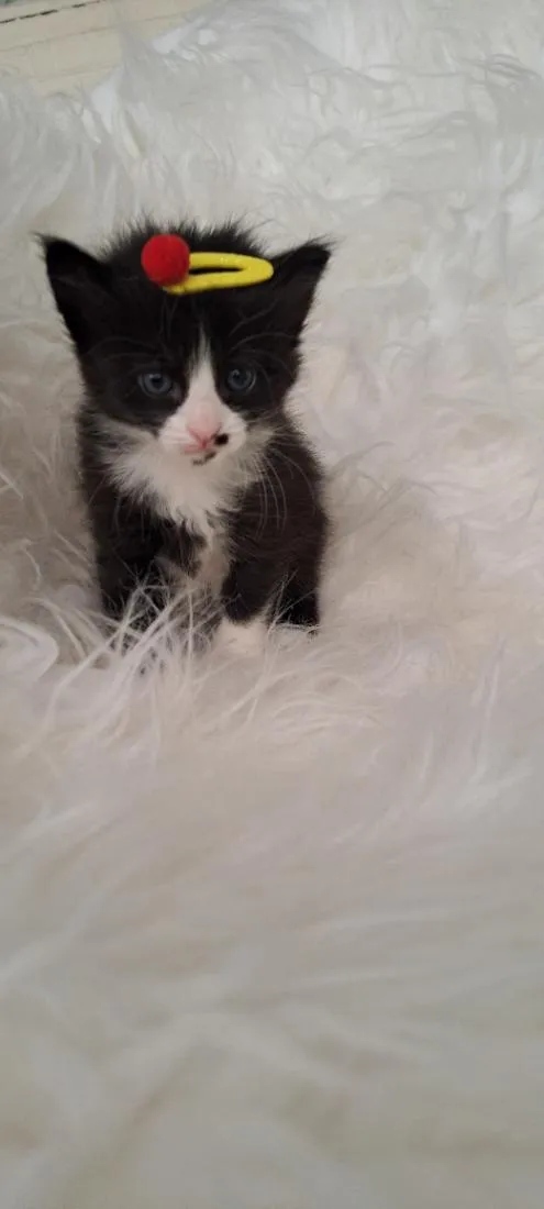 Gato raça SRD-ViraLata idade Abaixo de 2 meses nome Luna