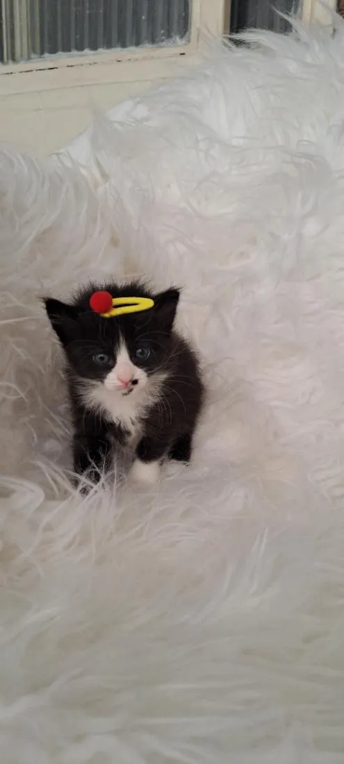 Gato raça SRD-ViraLata idade Abaixo de 2 meses nome Luna