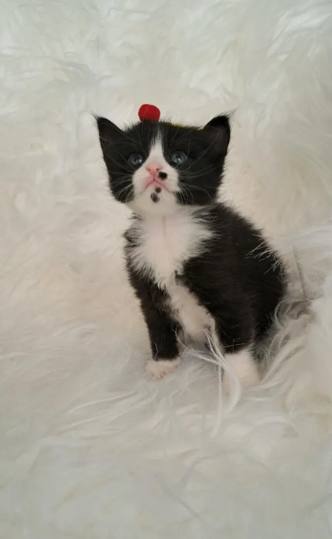 Gato raça SRD-ViraLata idade Abaixo de 2 meses nome Luna