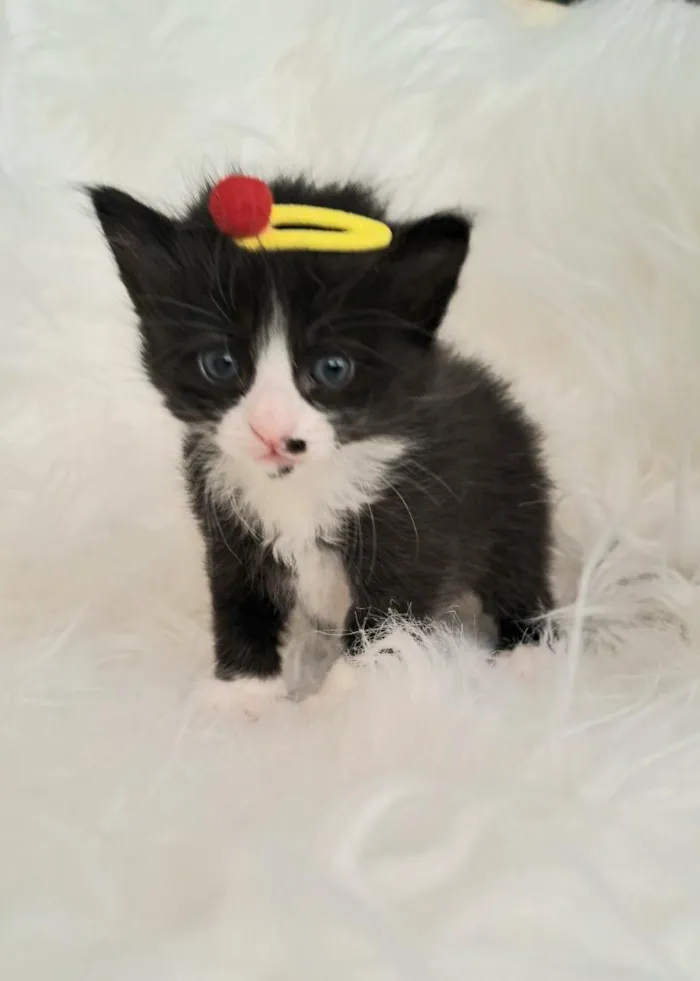 Gato raça SRD-ViraLata idade Abaixo de 2 meses nome Luna