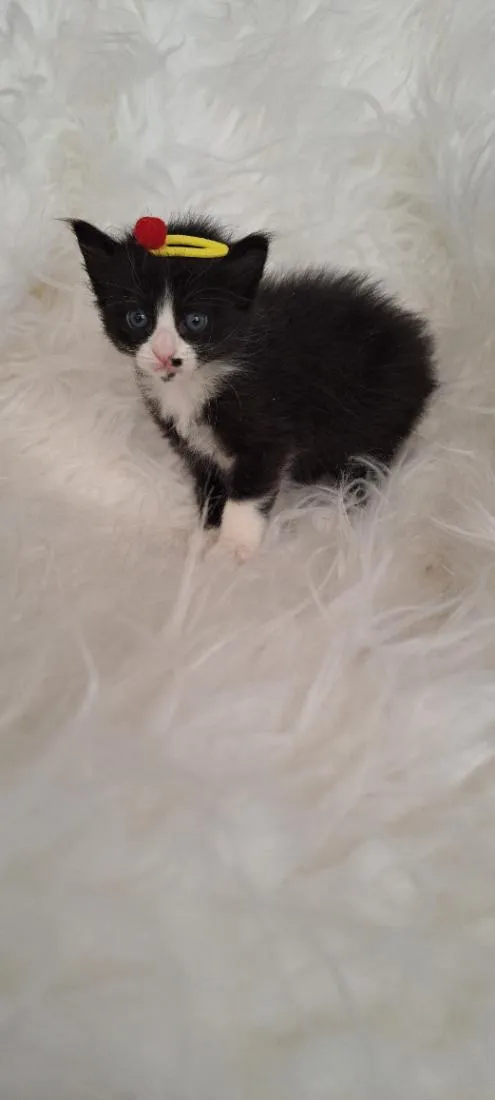Gato raça SRD-ViraLata idade Abaixo de 2 meses nome Luna