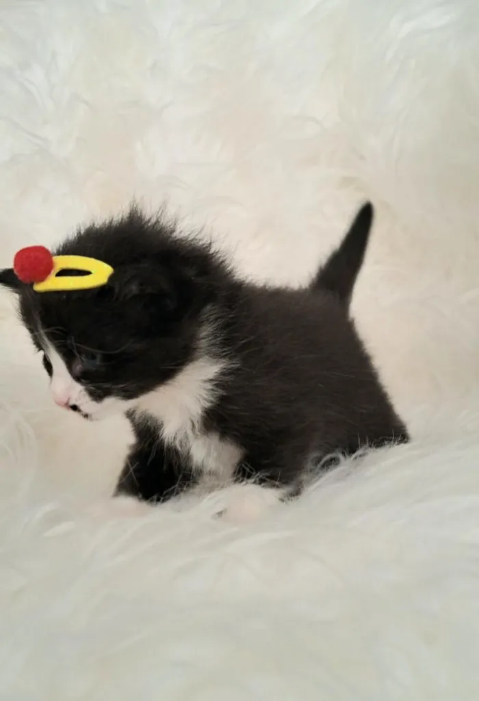 Gato raça SRD-ViraLata idade Abaixo de 2 meses nome Luna
