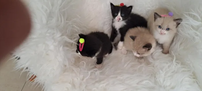 Gato raça SRD-ViraLata idade Abaixo de 2 meses nome Luna