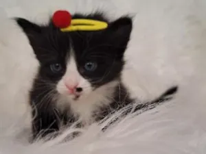 Gato raça SRD-ViraLata idade Abaixo de 2 meses nome Luna
