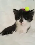 Nina