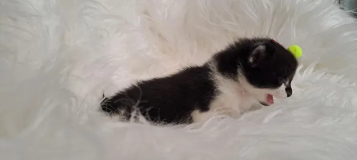 Gato raça SRD-ViraLata idade Abaixo de 2 meses nome Nina