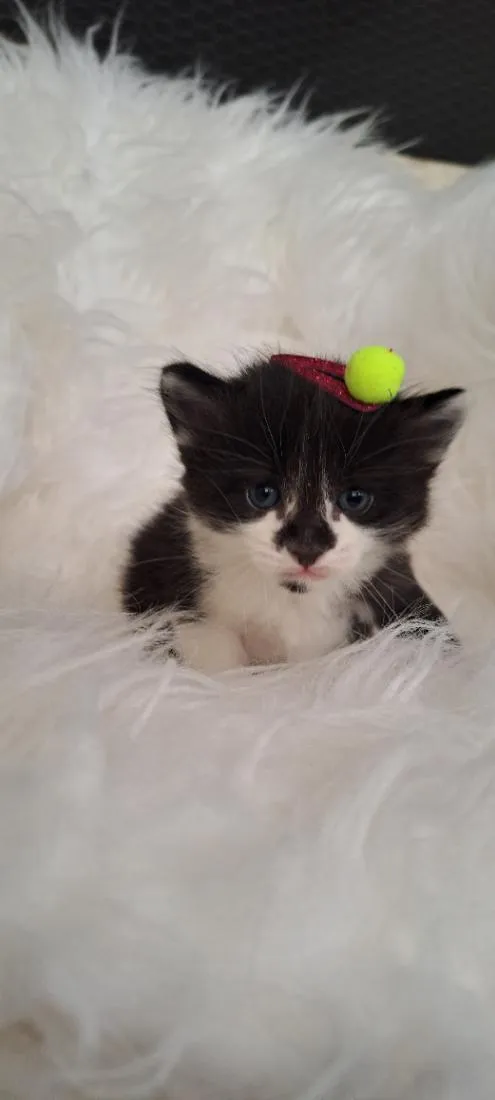 Gato raça SRD-ViraLata idade Abaixo de 2 meses nome Nina