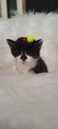 Nina