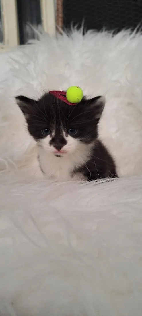 Gato raça SRD-ViraLata idade Abaixo de 2 meses nome Nina