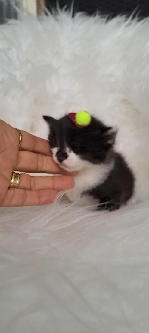 Gato raça SRD-ViraLata idade Abaixo de 2 meses nome Nina