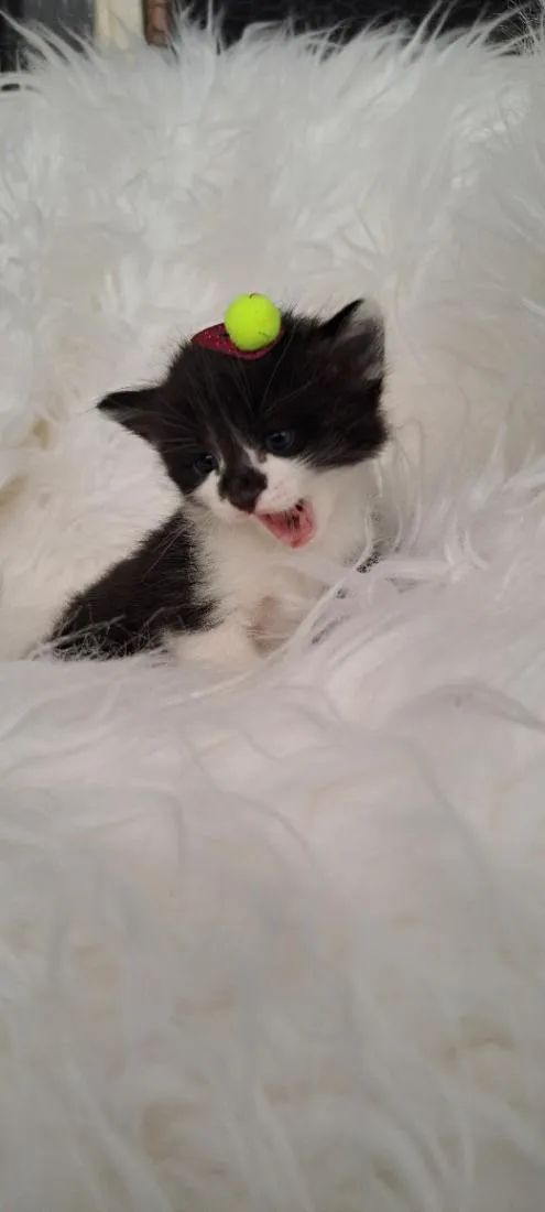 Gato raça SRD-ViraLata idade Abaixo de 2 meses nome Nina