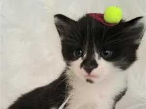 Gato raça SRD-ViraLata idade Abaixo de 2 meses nome Nina