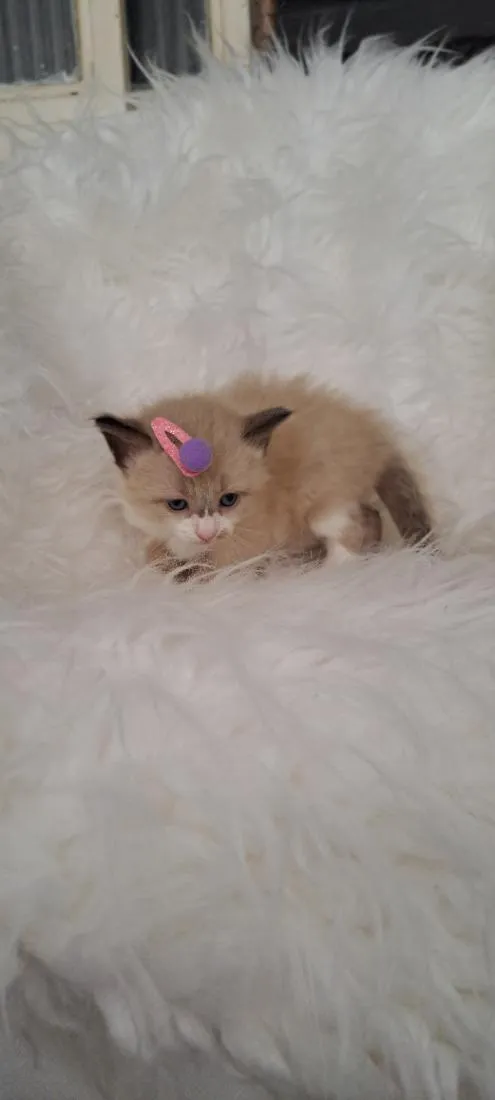Gato raça SRD-ViraLata idade Abaixo de 2 meses nome Mel