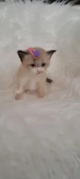 Mel