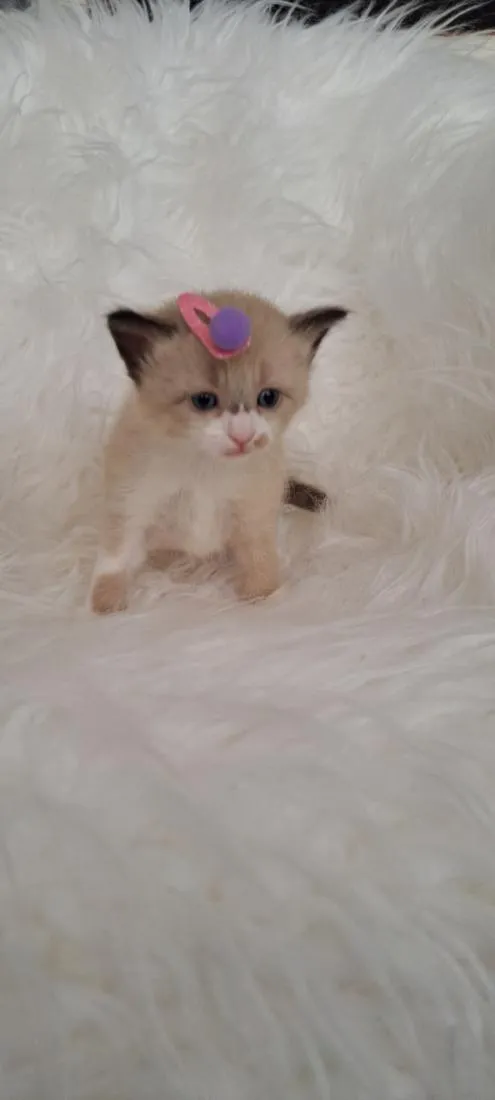 Gato raça SRD-ViraLata idade Abaixo de 2 meses nome Mel