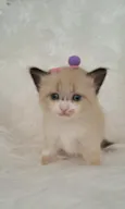 Mel