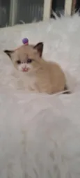 Mel