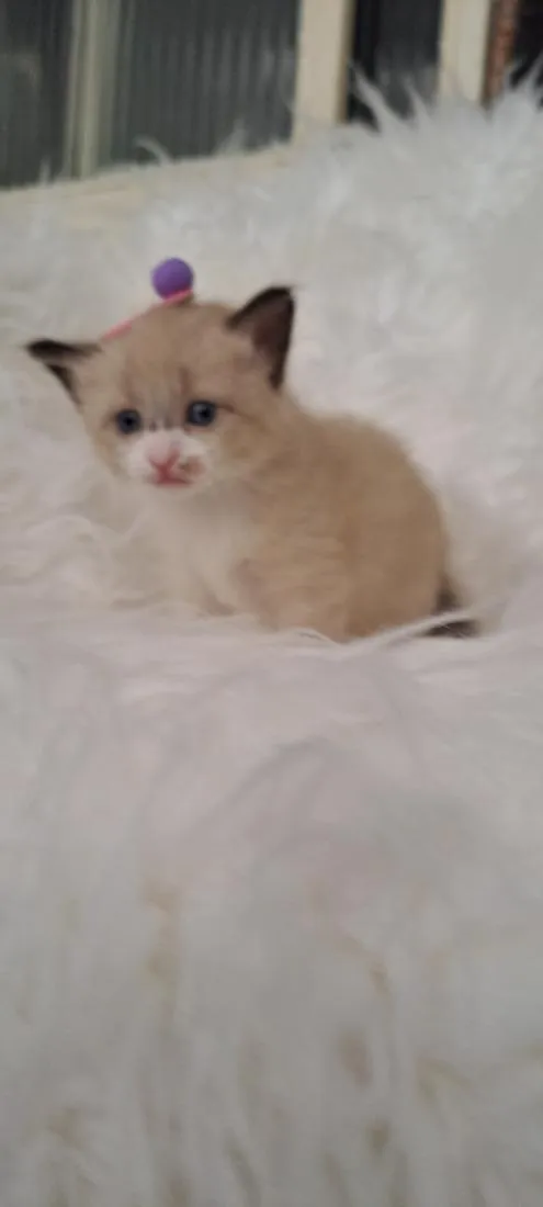Gato raça SRD-ViraLata idade Abaixo de 2 meses nome Mel