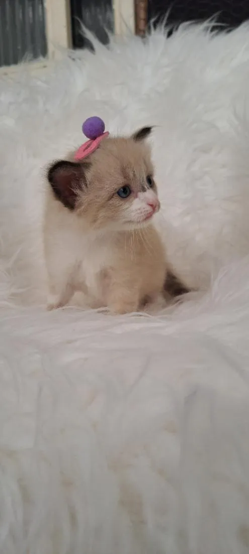 Gato raça SRD-ViraLata idade Abaixo de 2 meses nome Mel