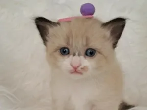Gato raça SRD-ViraLata idade Abaixo de 2 meses nome Mel