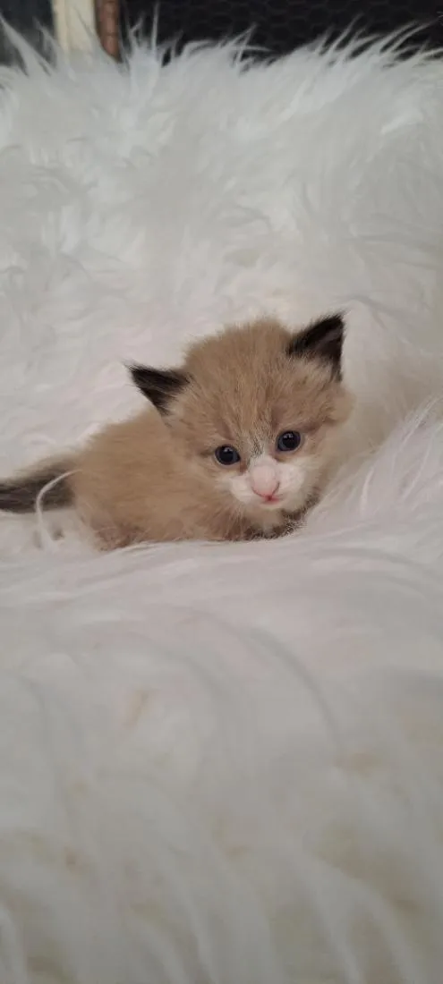 Gato raça SRD-ViraLata idade Abaixo de 2 meses nome Joca