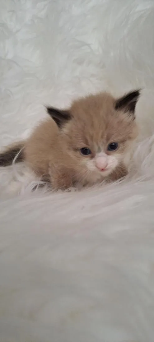 Gato raça SRD-ViraLata idade Abaixo de 2 meses nome Joca