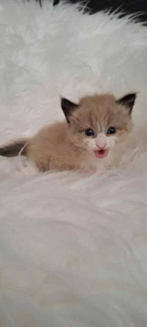 Gato raça SRD-ViraLata idade Abaixo de 2 meses nome Joca