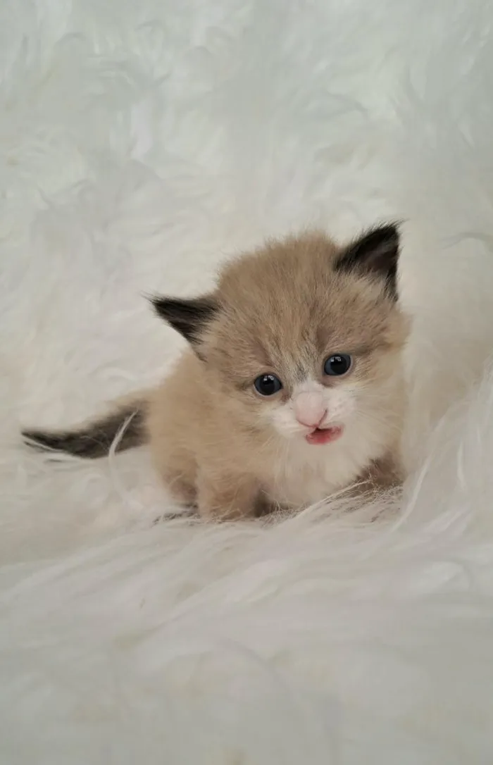 Gato raça SRD-ViraLata idade Abaixo de 2 meses nome Joca
