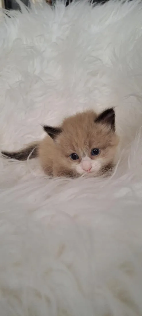Gato raça SRD-ViraLata idade Abaixo de 2 meses nome Joca