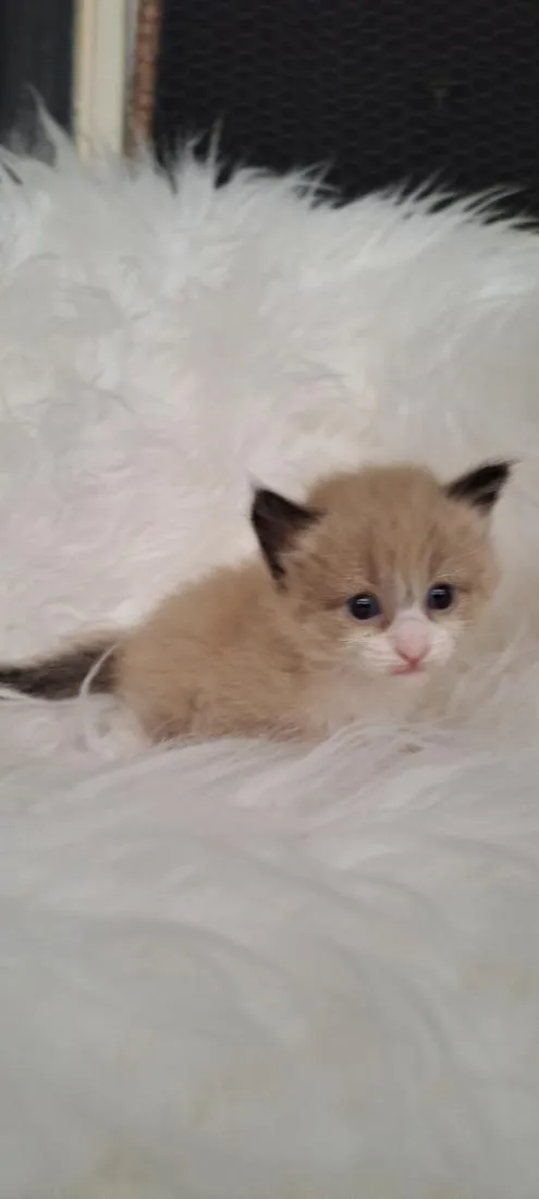 Gato raça SRD-ViraLata idade Abaixo de 2 meses nome Joca