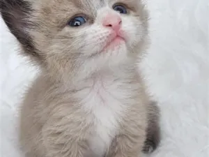 Gato raça SRD-ViraLata idade Abaixo de 2 meses nome Joca