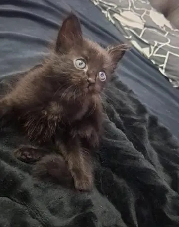 Gato raça SRD-ViraLata idade Abaixo de 2 meses nome .